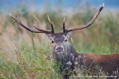 Male Red Deer portrait