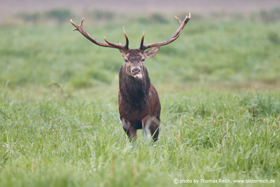 Red Deer from the front