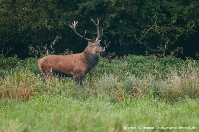 Common red deer male