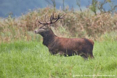 Common red deer standing on glade