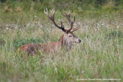 Red Deer on meadow