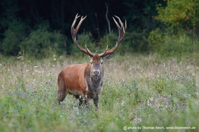 Majestic red deer stag
