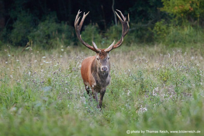 Red deer stag in the wild