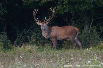 Old Red Deer male