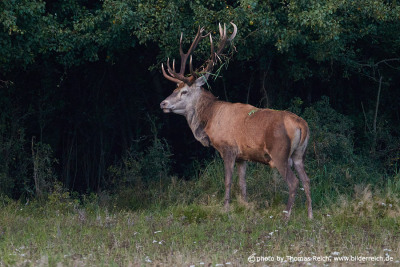 Red Deer habitat