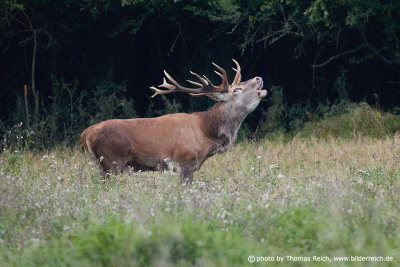 Red deer call for mating