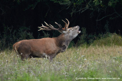 Big Red Deer roars in the rut time