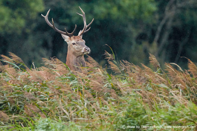 young deer stag in reeds