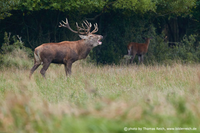 Red deer roaring at forest edge