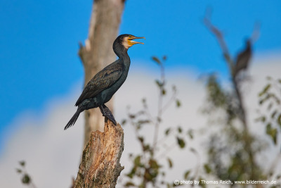 Great Cormorant black bird