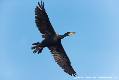 Great Cormorant in flight blue sky