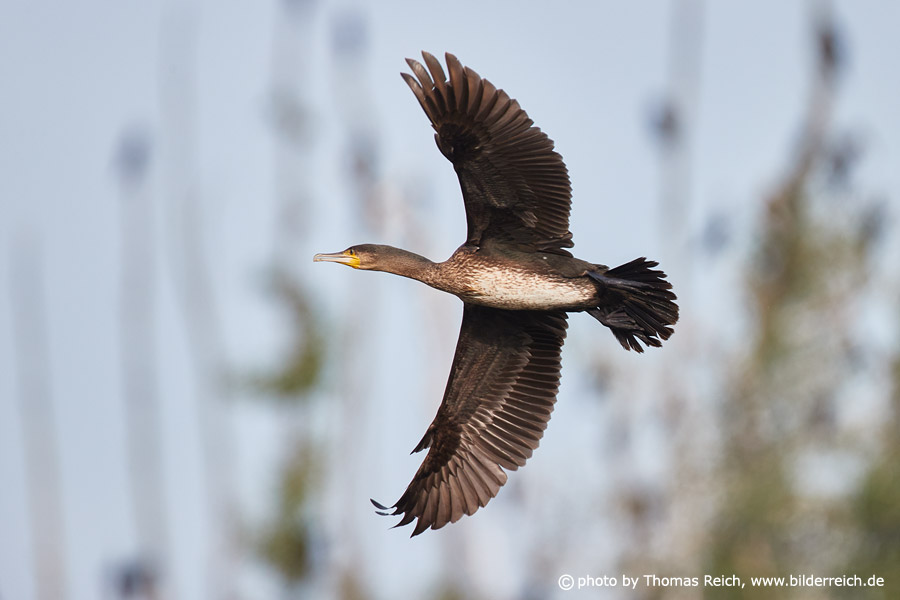 Flying Great Cormorant from below