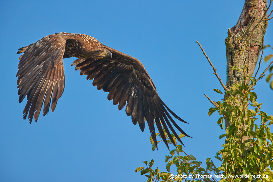 Immature White-tailed eagle aerial shot