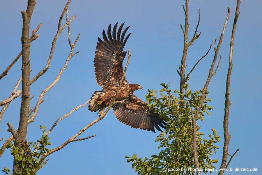 Young White-tailed Eagle in flight