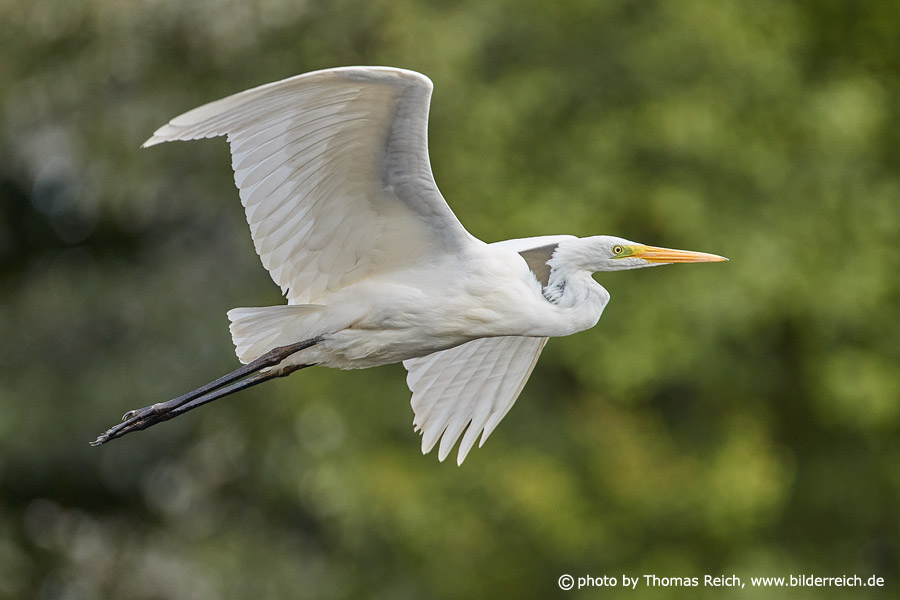 Great White Egret in flight