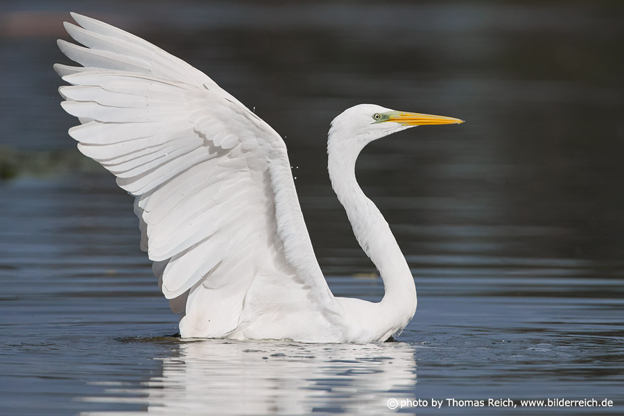 Great White Egret in the lake
