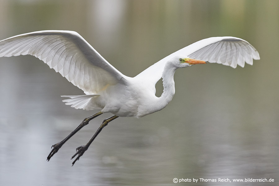 Flying Great white egret