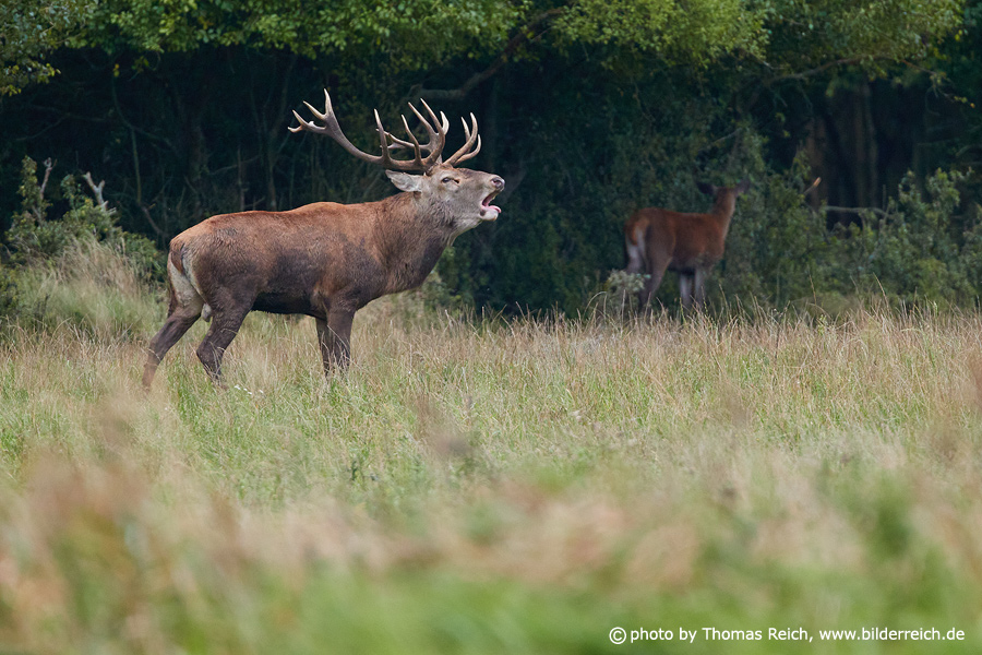 Red deer roaring at forest edge