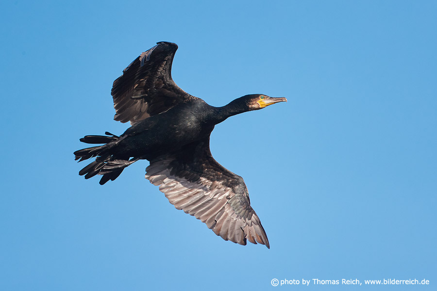 Cormorant bird flying in the blue sky