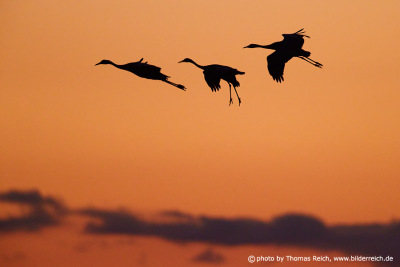 Eurasian cranes sunset
