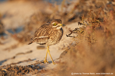 Stone curlew Africa