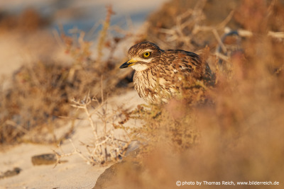 Stone curlew hides