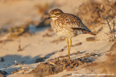 Stone curlew yellow long legs