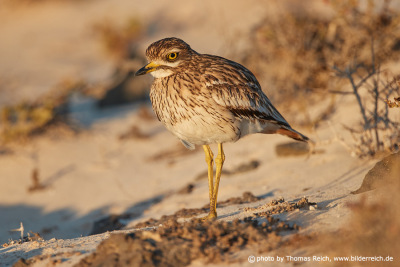 Stone-curlew long yellow legs