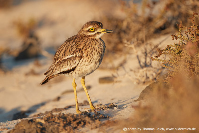 Stone curlew height
