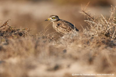 Stone-curlew sightings