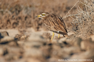 Watching Stone curlew