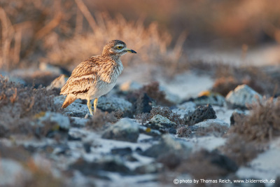 Adult Stone curlew