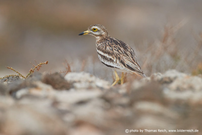 Stone curlew in Steppe
