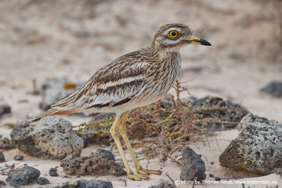 Stone curlew male or female