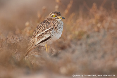 Stone curlew diet