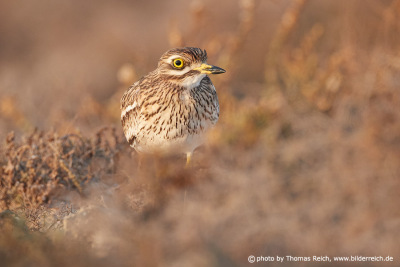 Stone-curlew Canaries