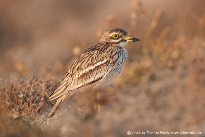 Stone curlew brown white feathers