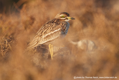 Stone curlew appearance