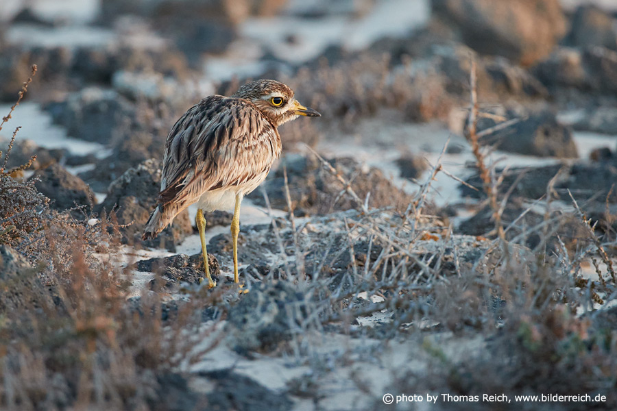 Stone curlew from behind