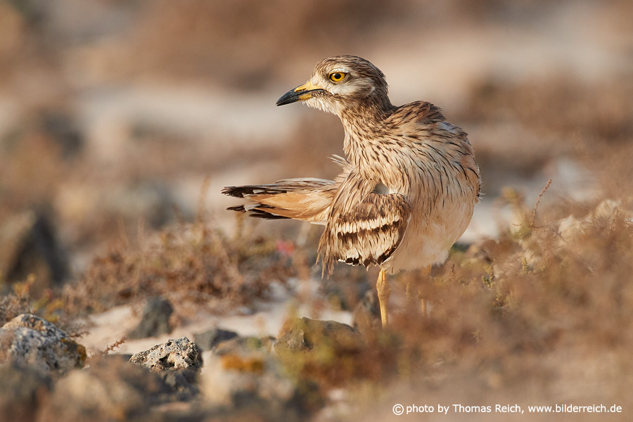 Stone-curlew cleans plumage