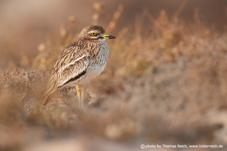 Stone-curlew Canary Islands