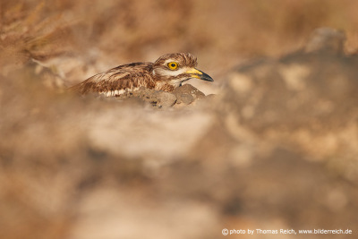 Stone curlew yellow eyes