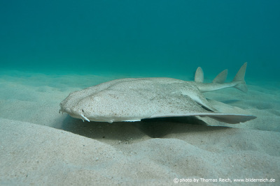 Common angel shark at the bottom of the sea
