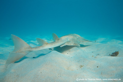 Angel shark sandy seabeds