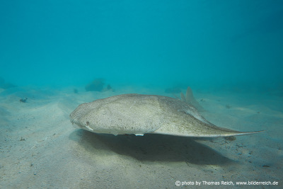 Diving with Angel Shark