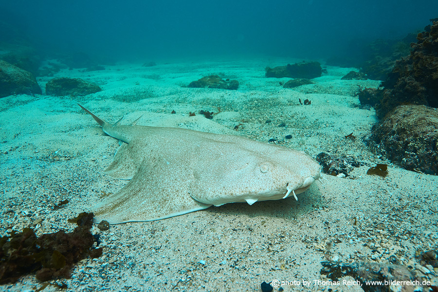 Monkfish Fuerteventura