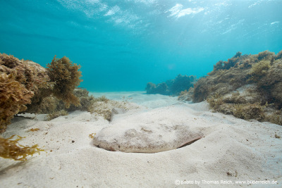 Common angelshark buried in sand