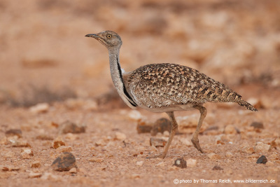 African houbara searches for food