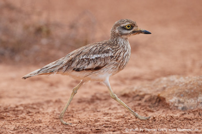 Stone Curlew running