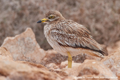 Stone curlew yellow legs